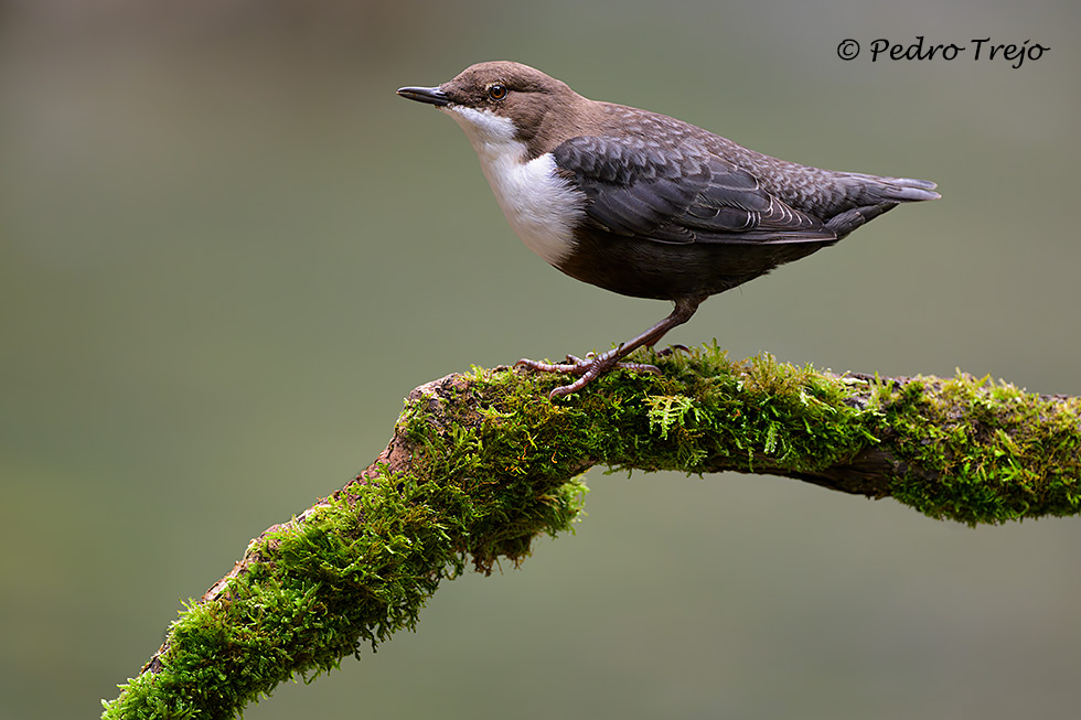 Mirlo acuatico (Cinclus cinclus)